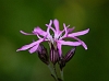 _16C7217 Ragged Robin